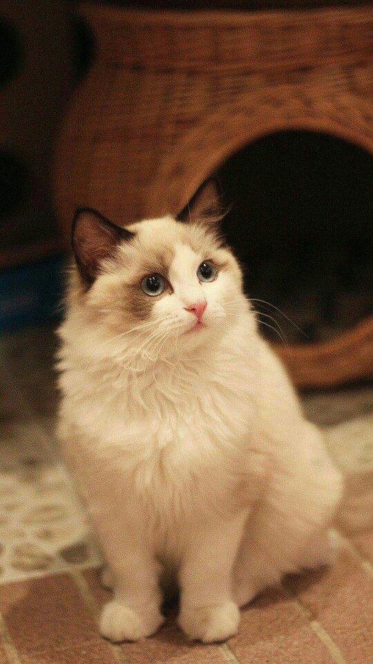 猫咪口炎要传染吗:揭开真相的背后