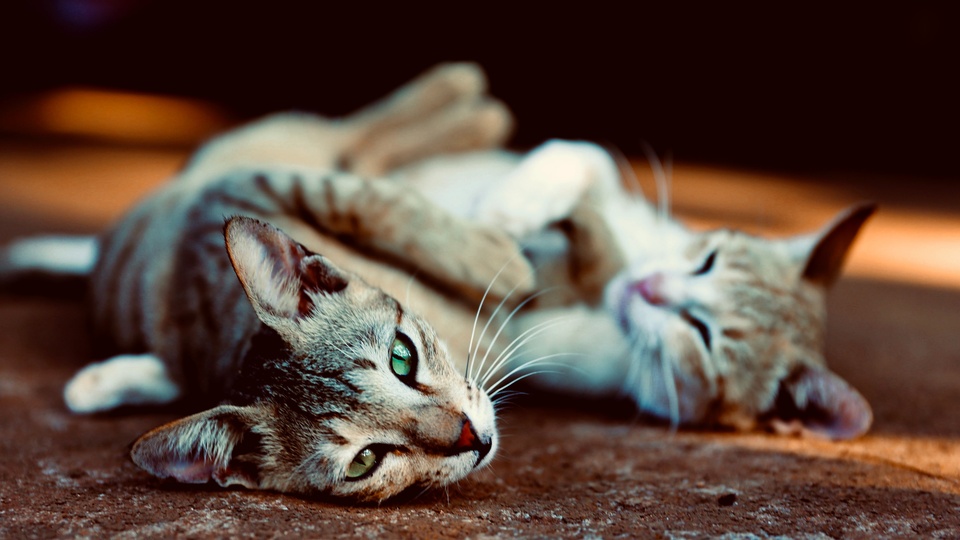 猫咪可以把孩子打掉吗——揭秘猫咪生育的小秘密